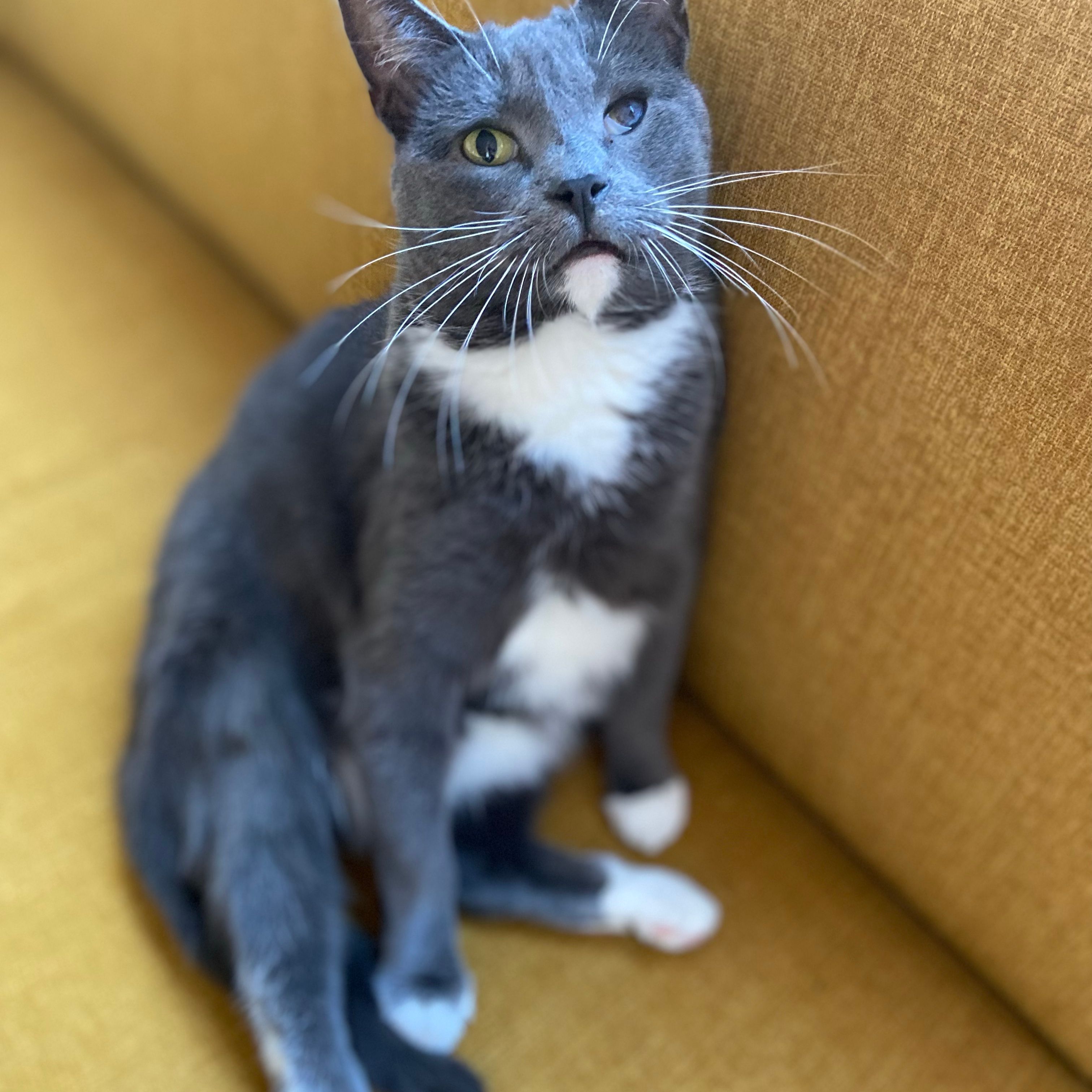 Miep