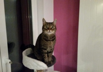 Shaulin Leider Verstorben