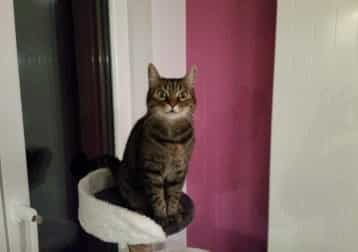 Shaulin Leider Verstorben