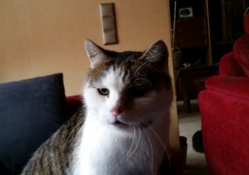 Mäuschen Leider Verstorben