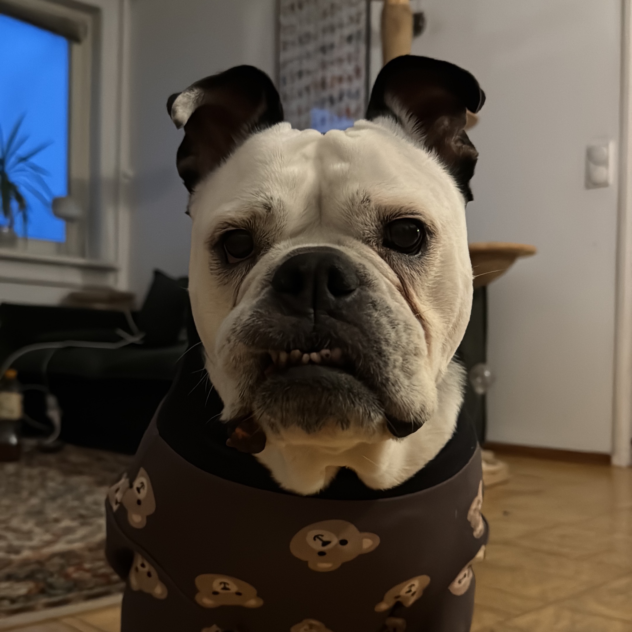 Sina