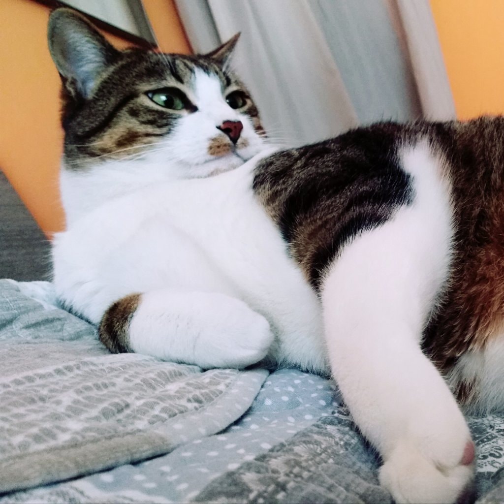 Elliott