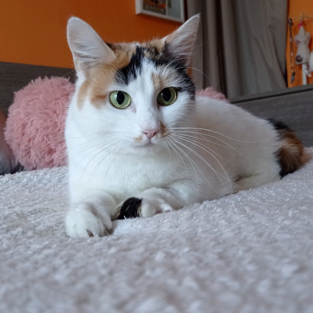 Ambra