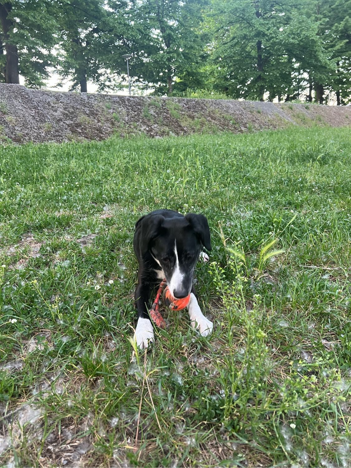 image-6