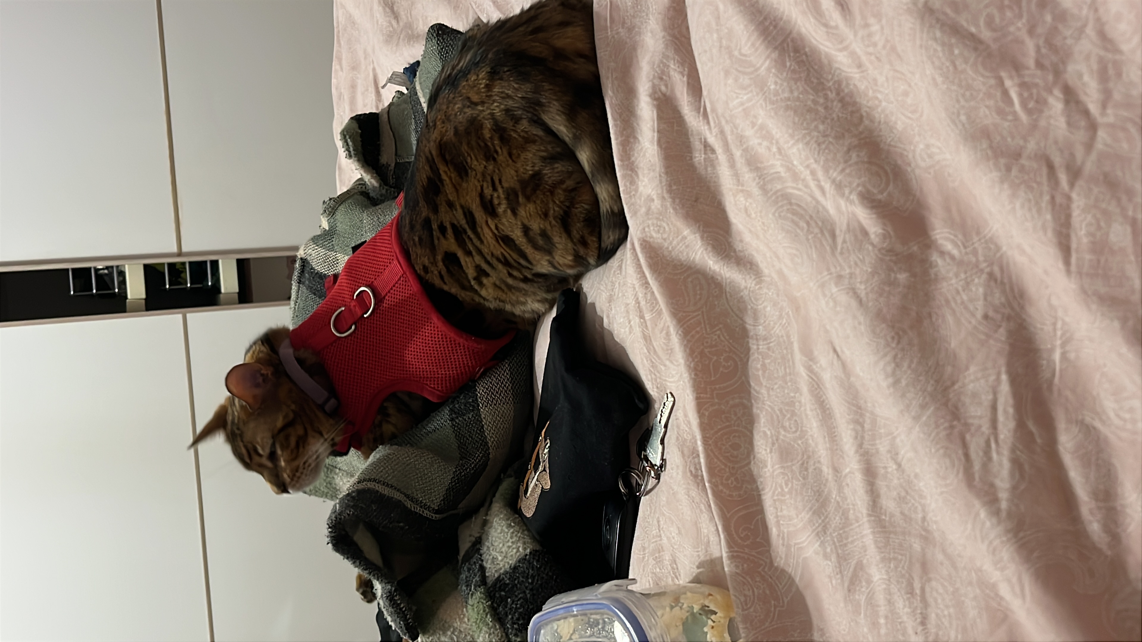 image-15