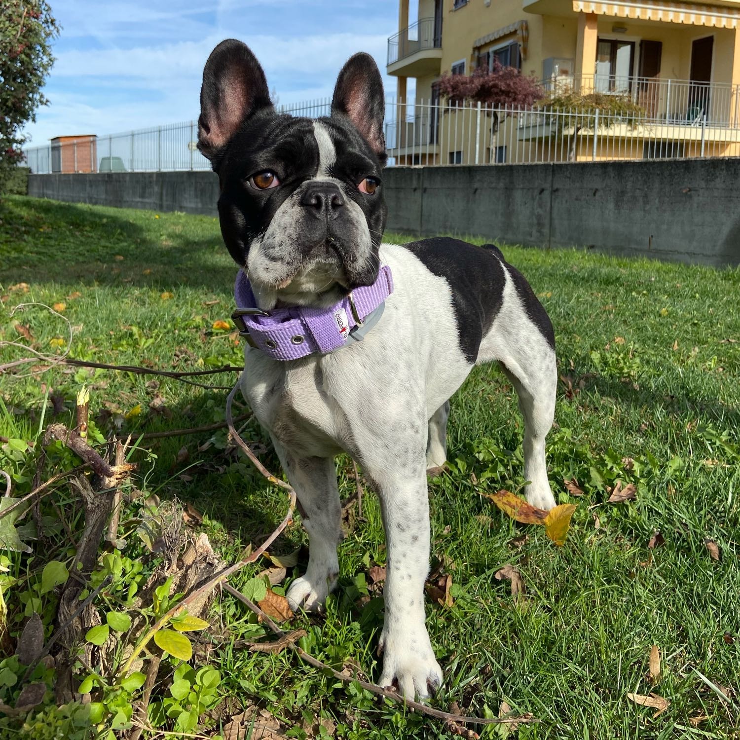 Zoe 
