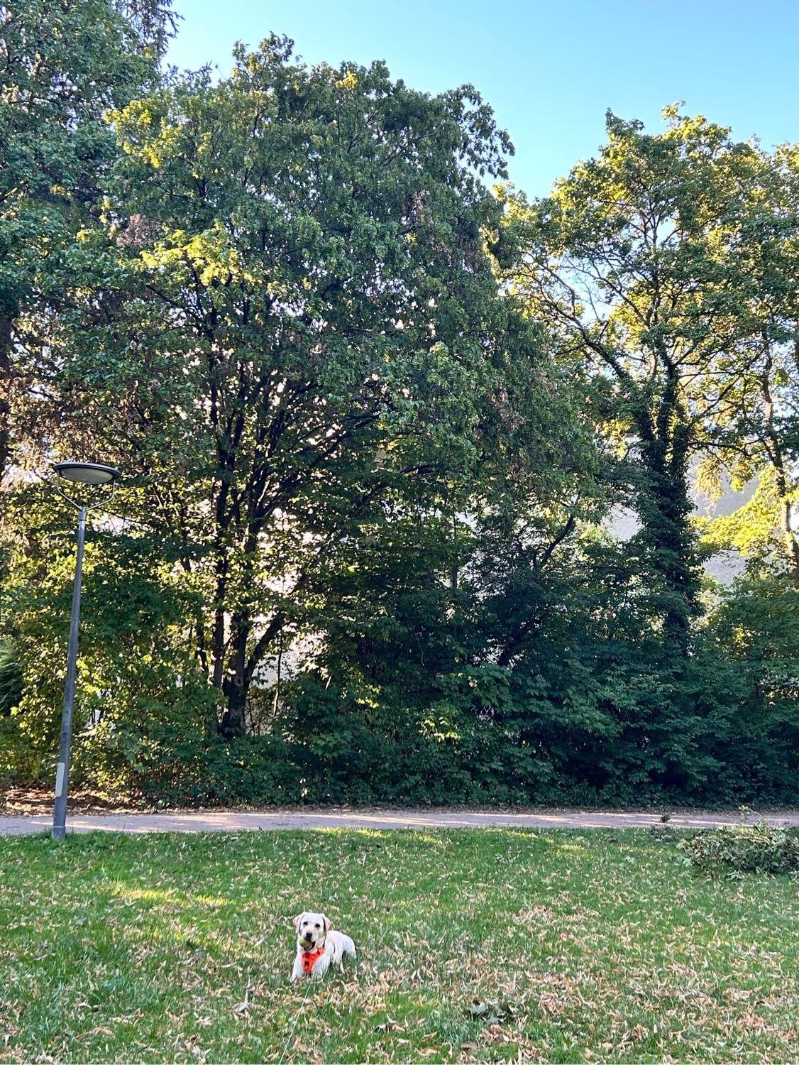 image-8