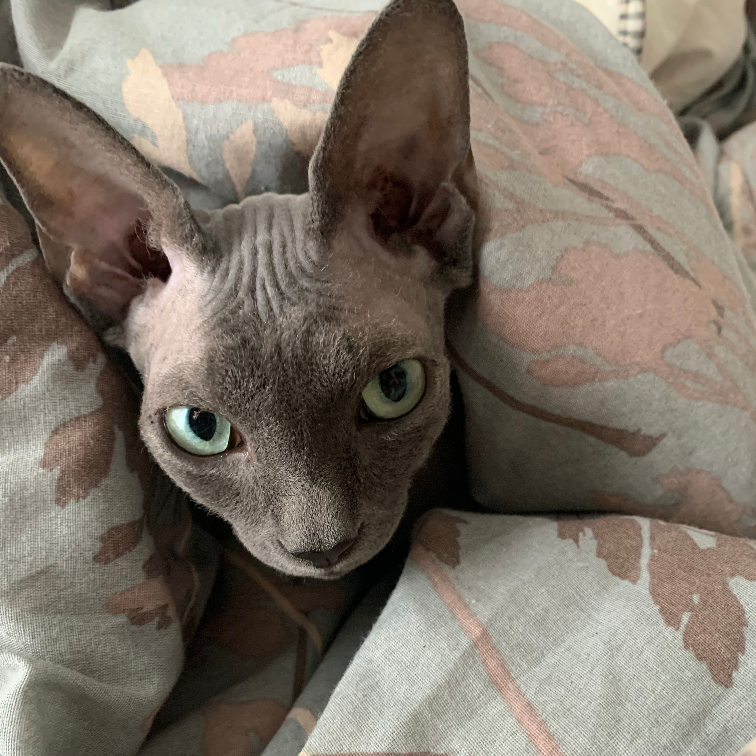 Noé