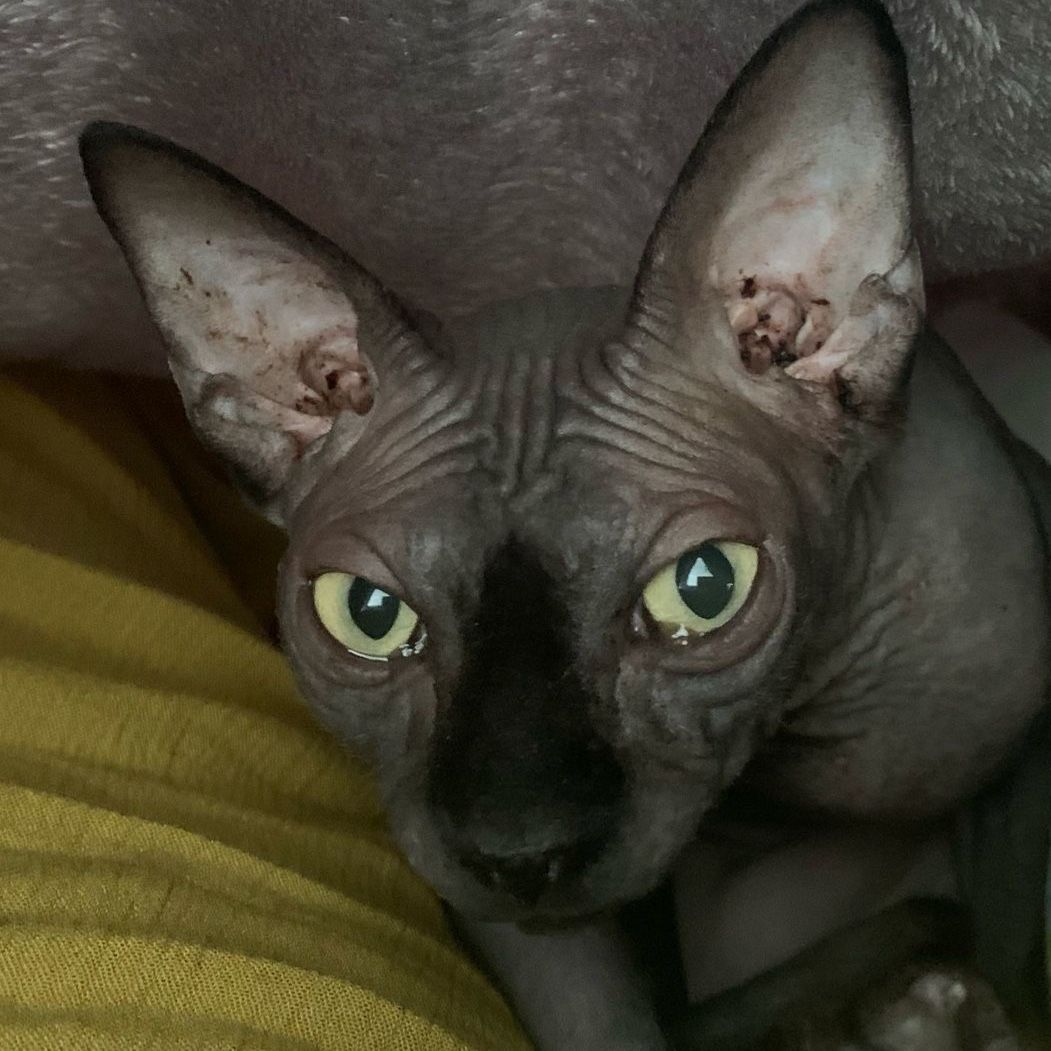 Zelda