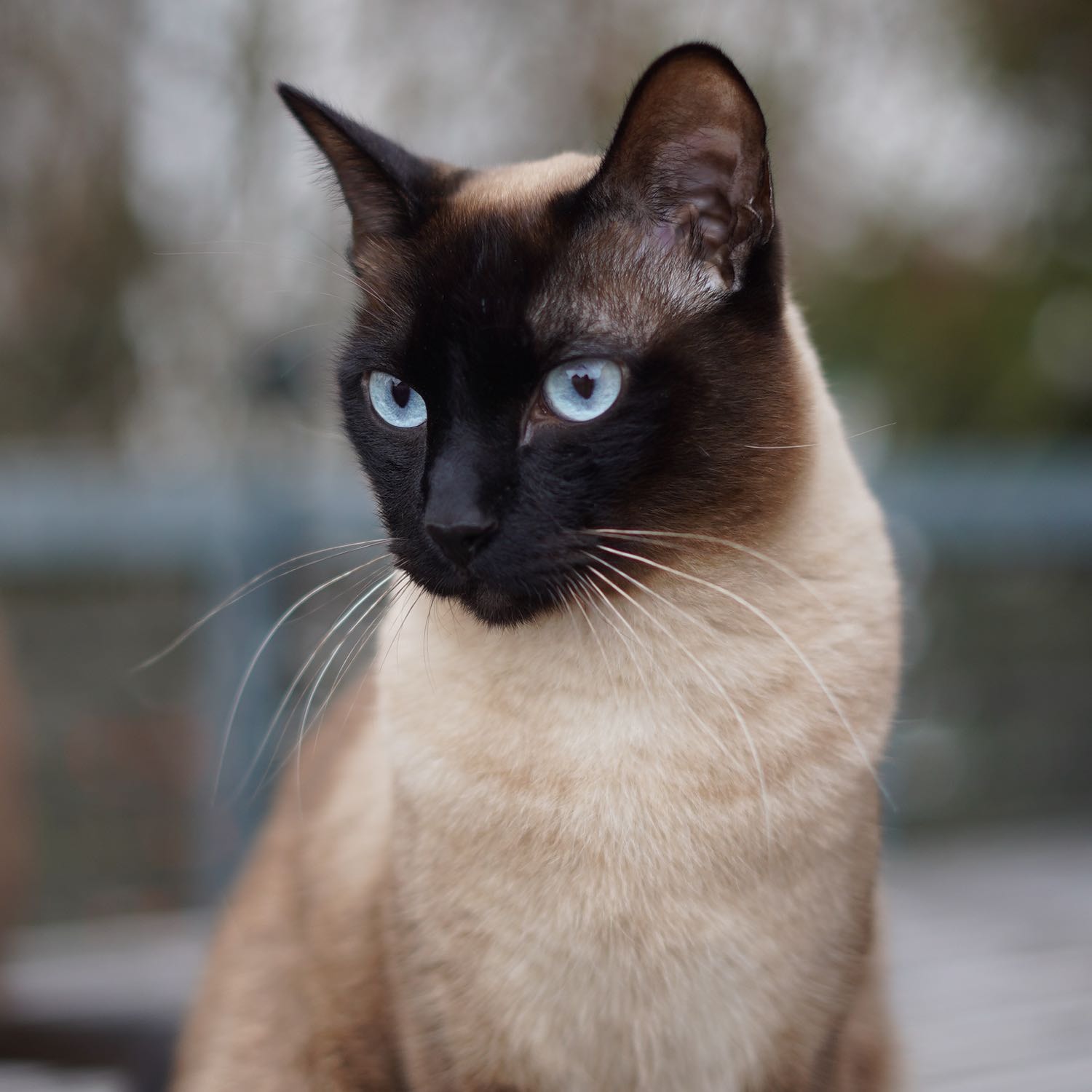 Pako