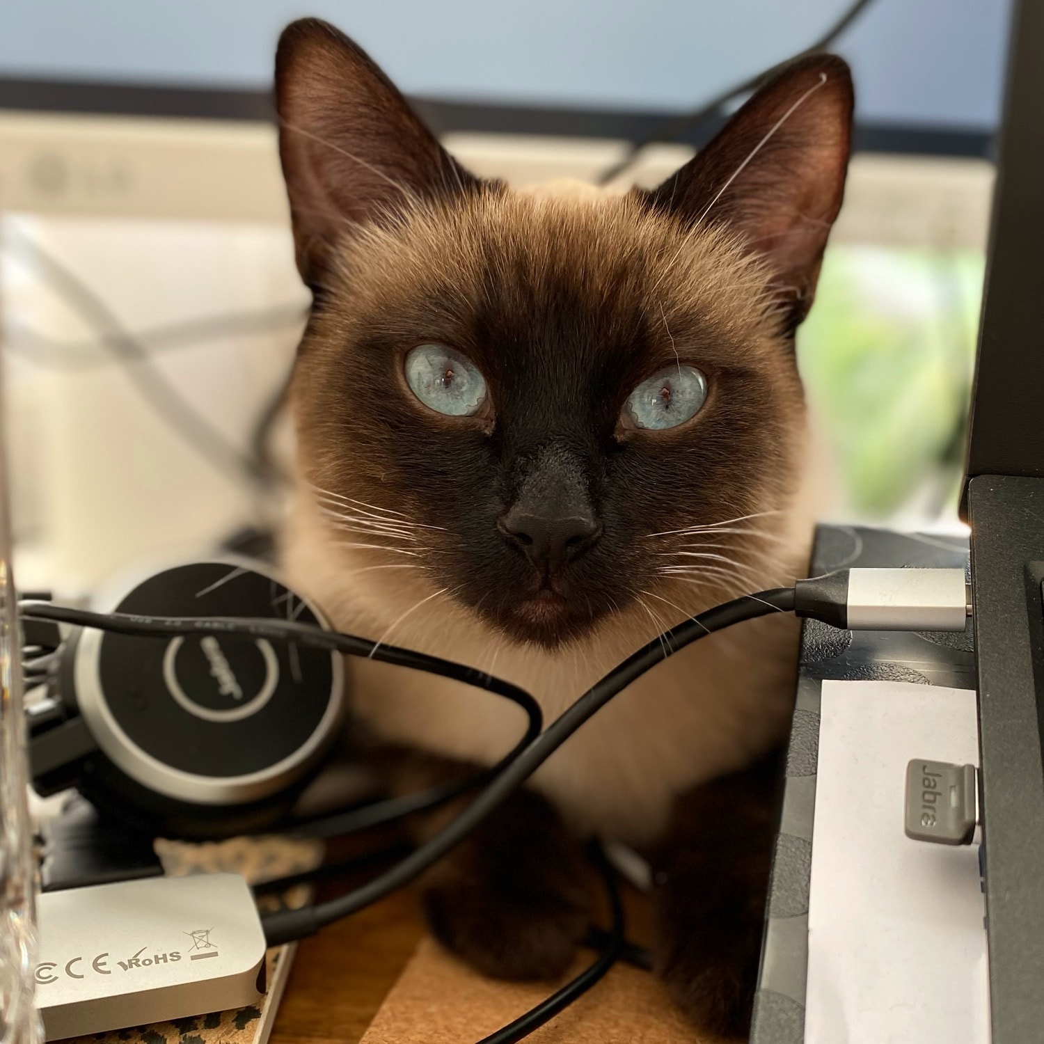 Yuki