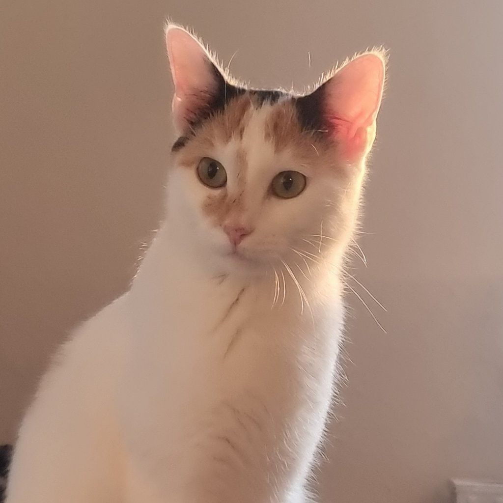 Biscuit