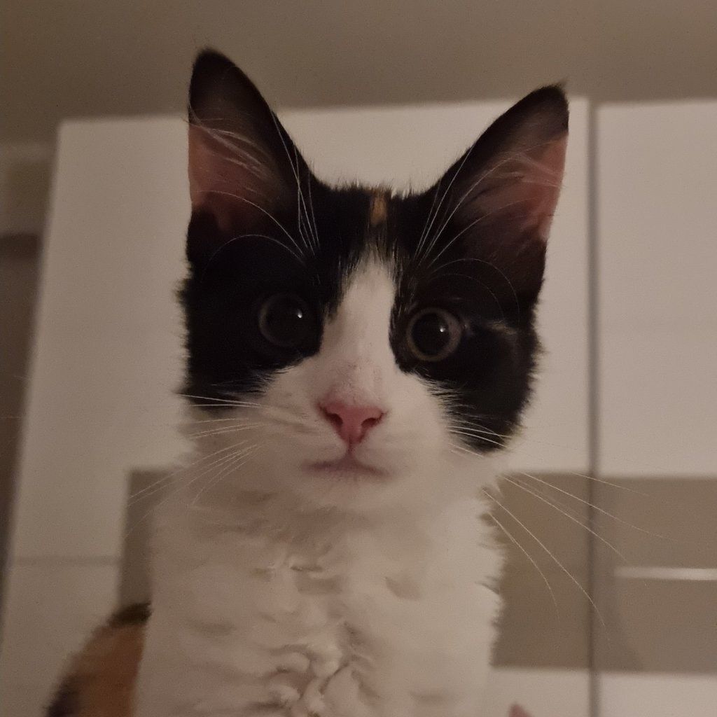 Cookie