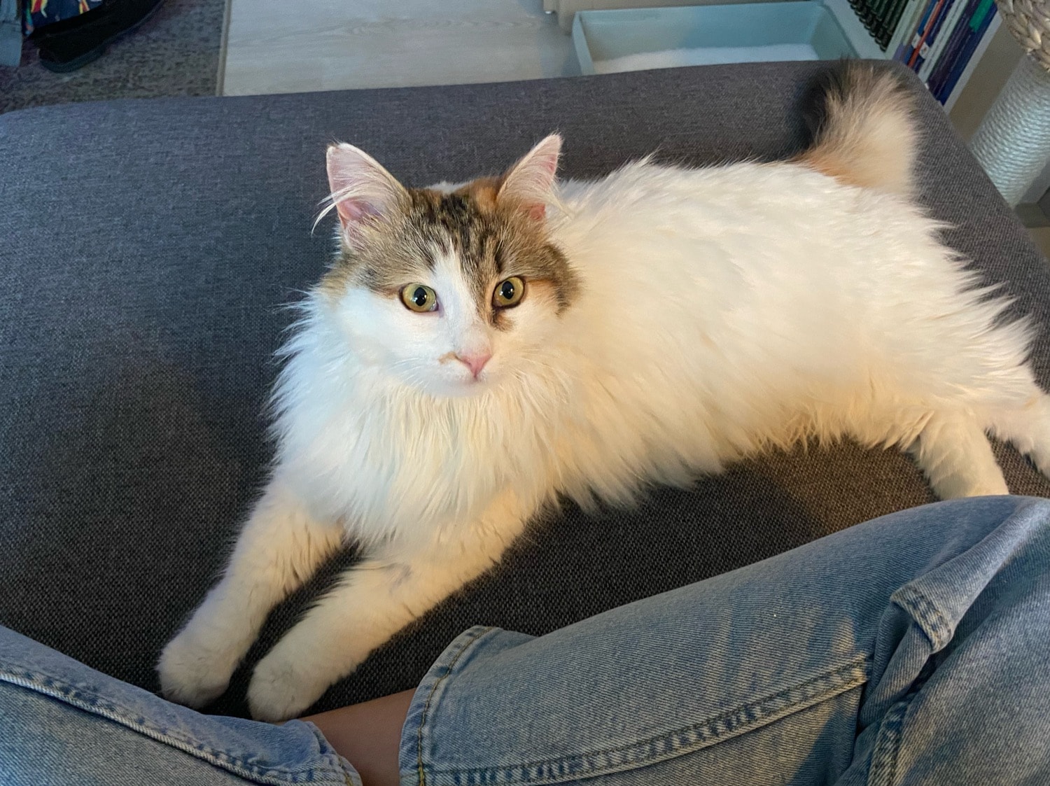 Toula