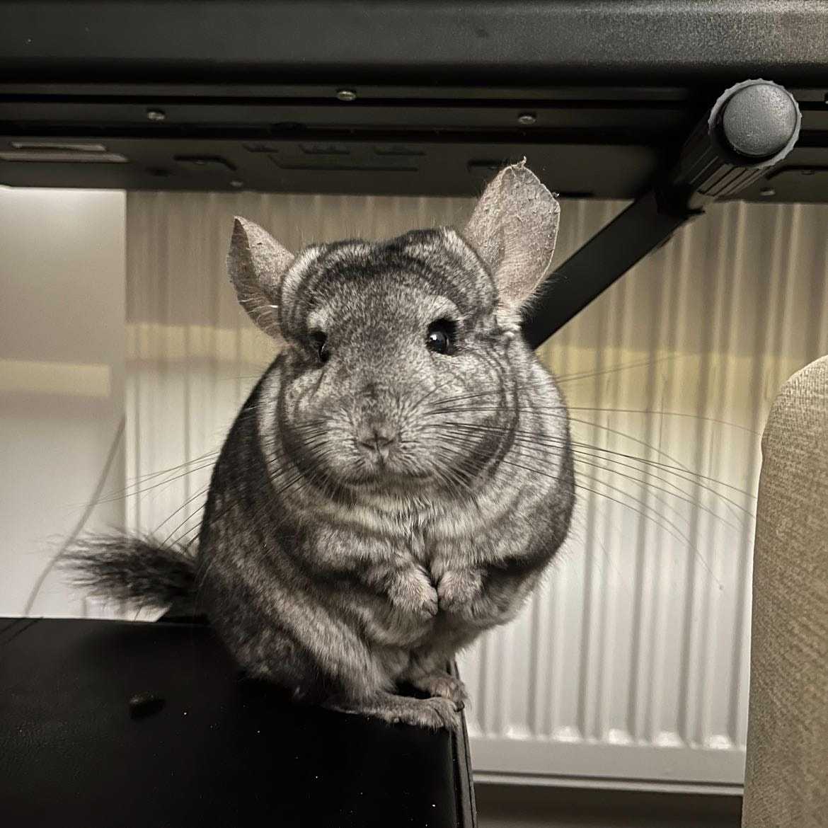 stitch (chinchilla)