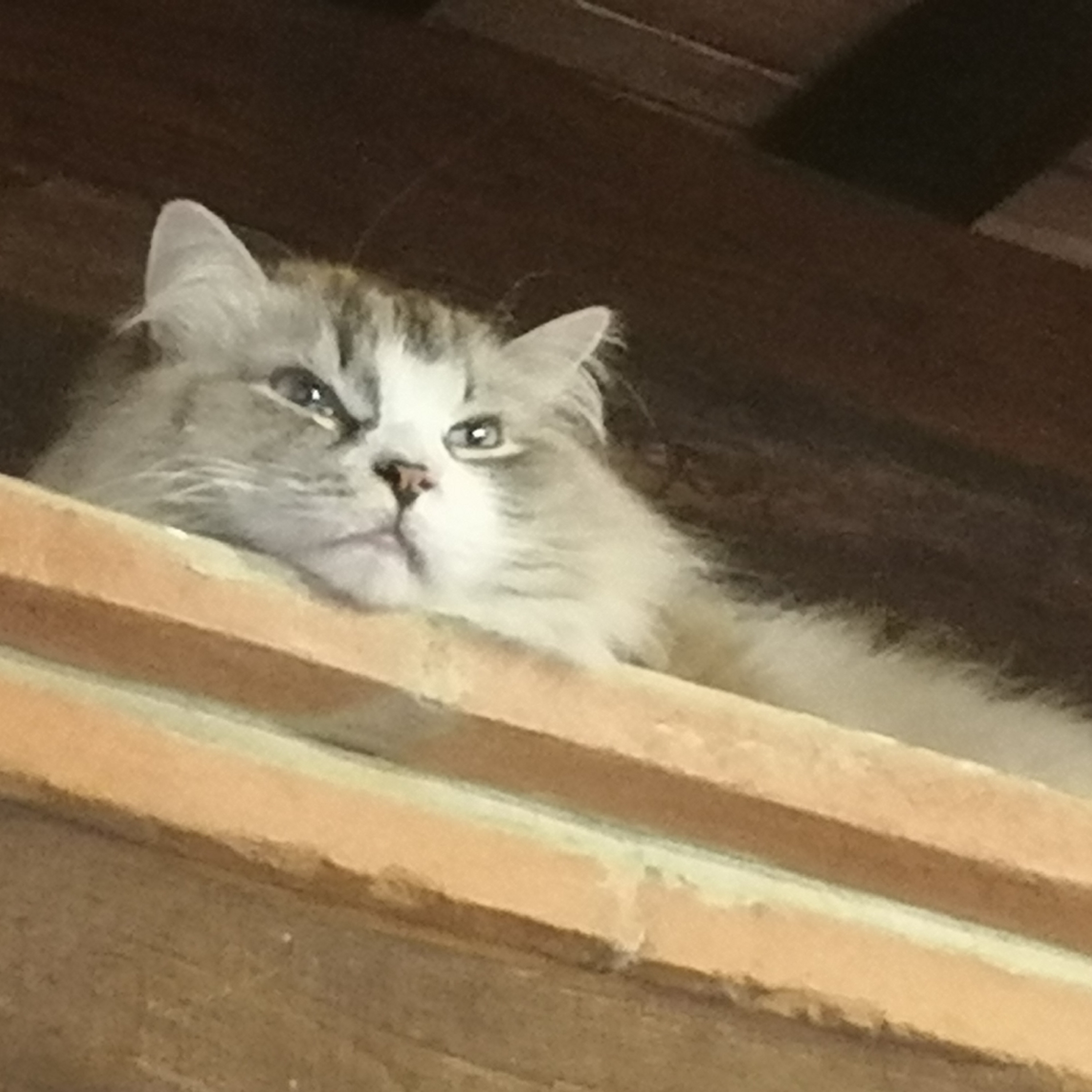 cristina