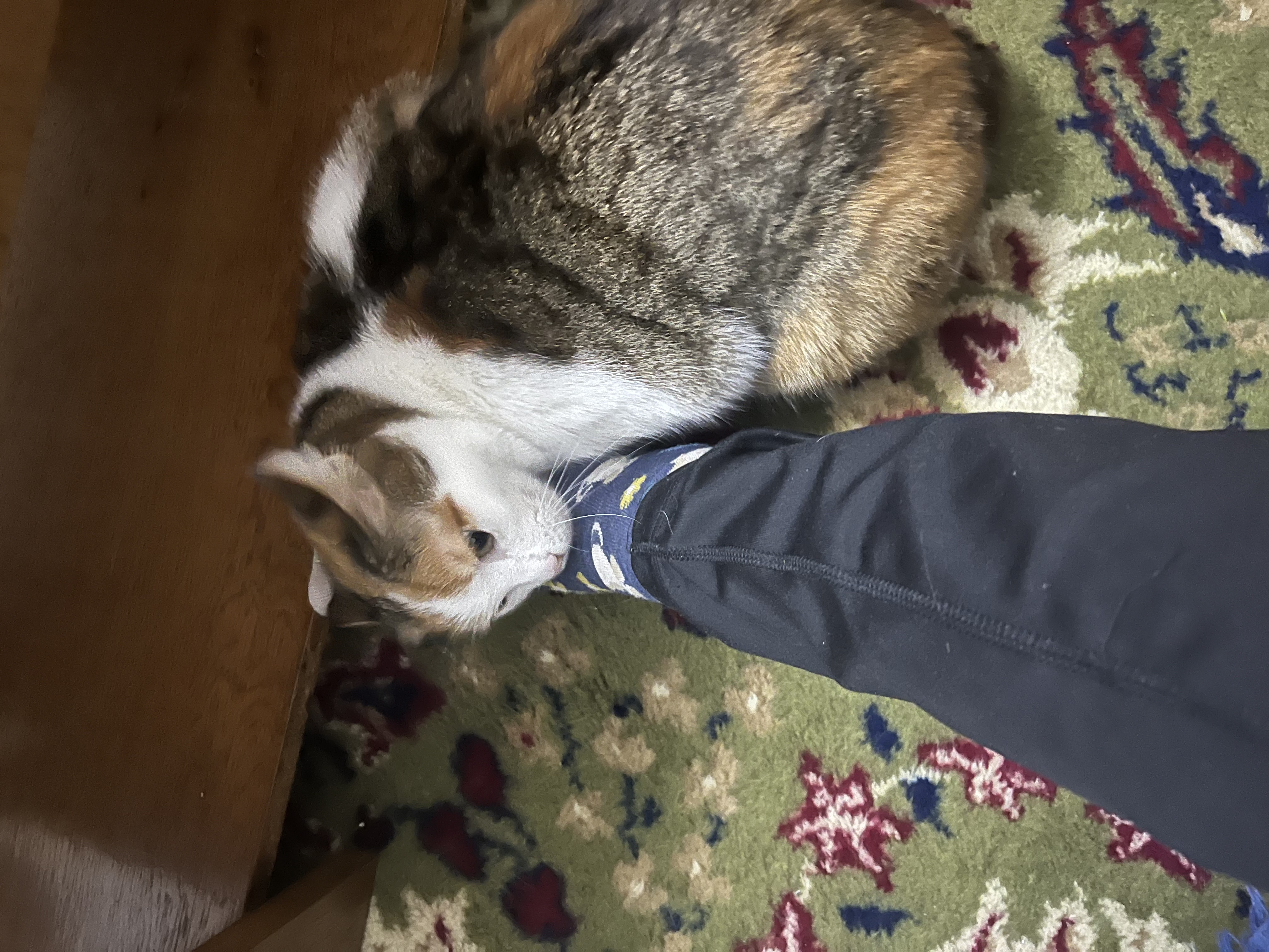 image-7