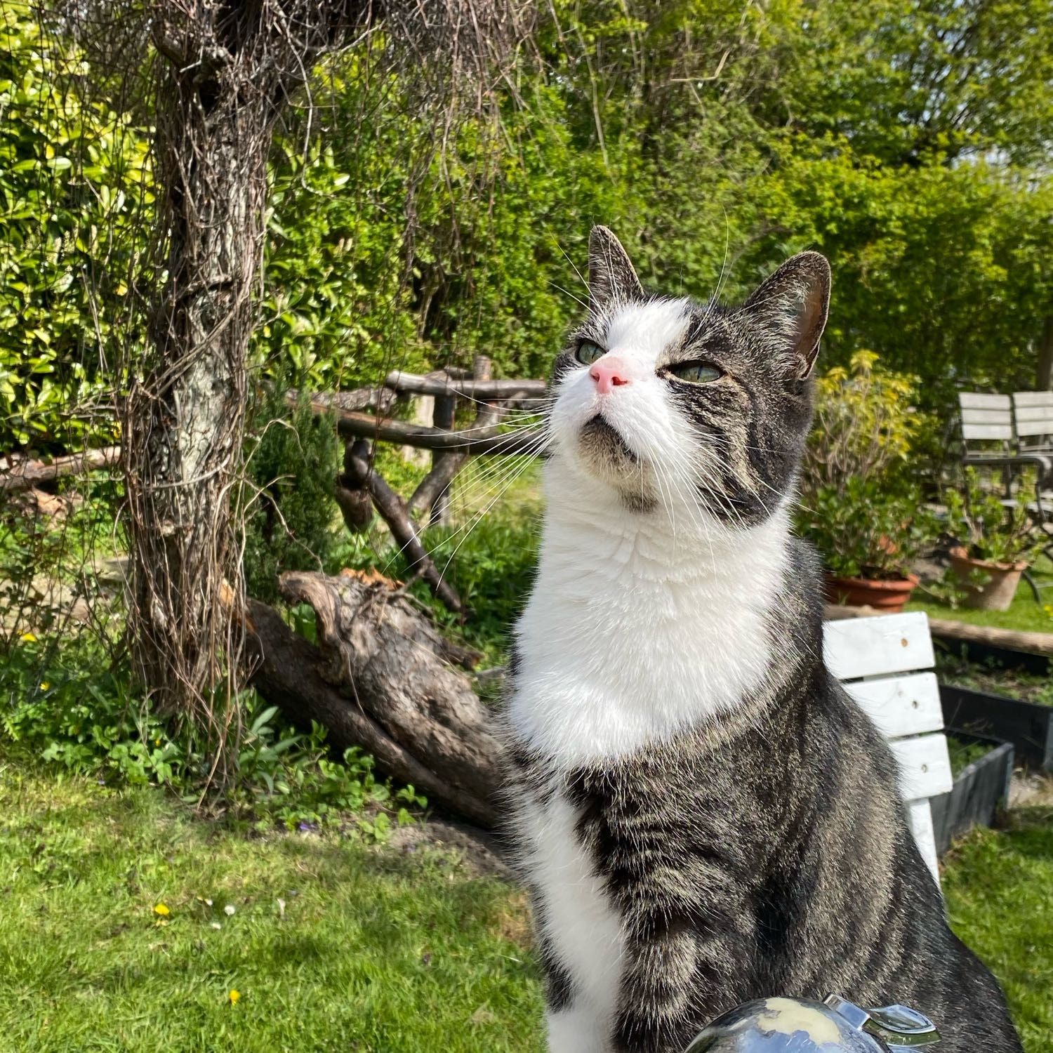 Findus