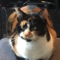Lily
