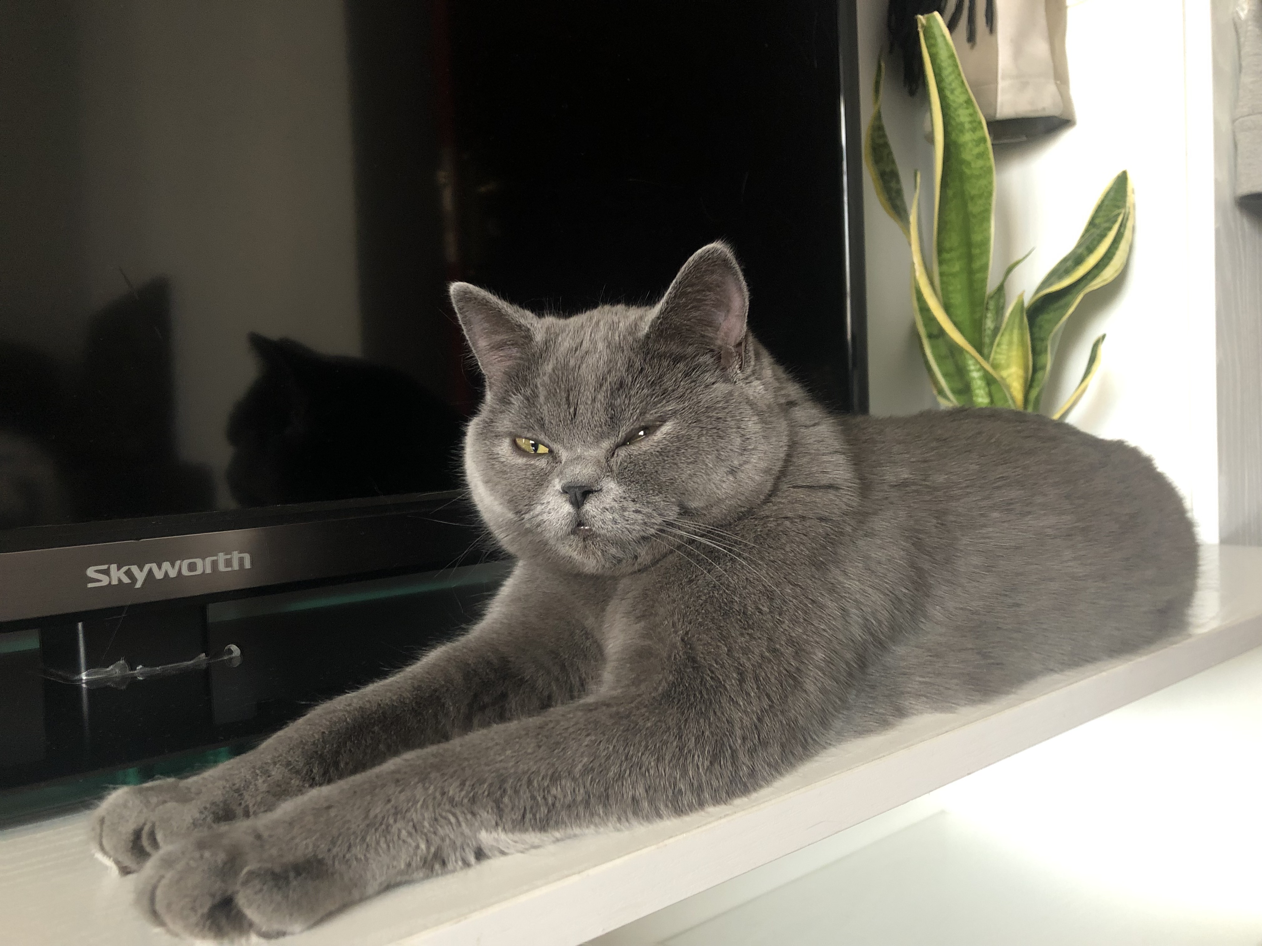 image-7