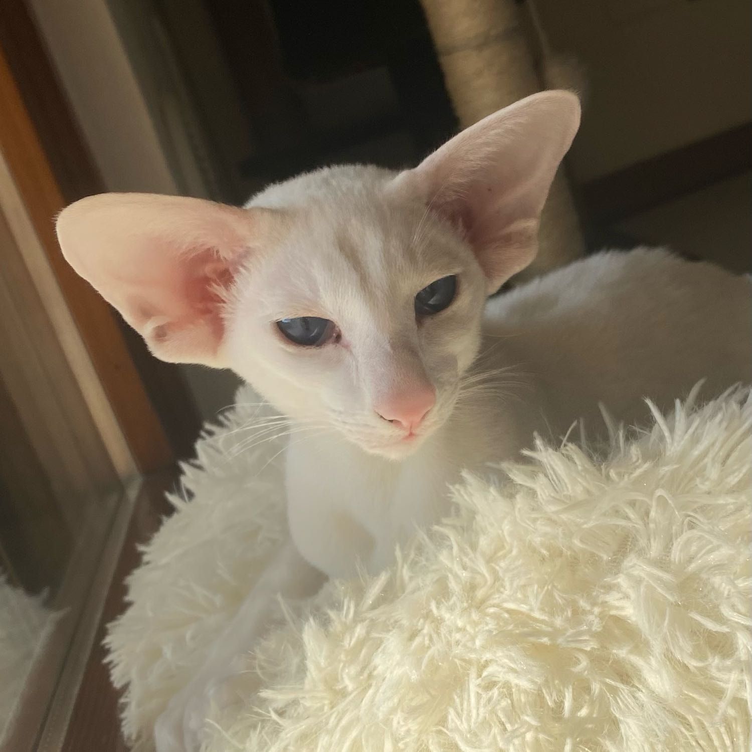 Nala