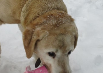 Skippy †