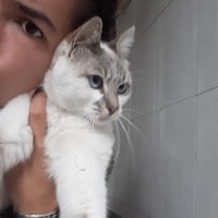 Lua