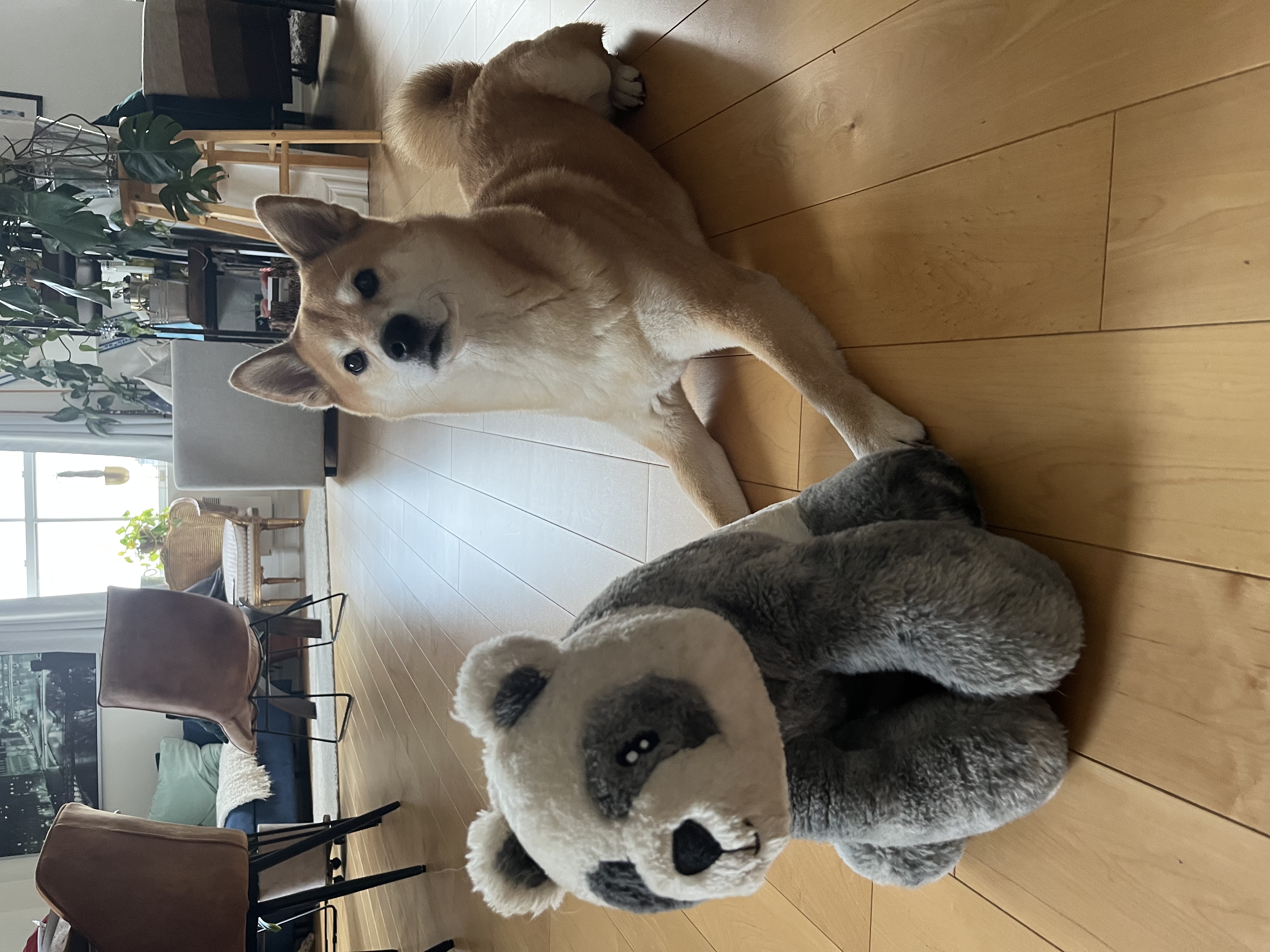 image-27