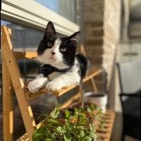 Rocky