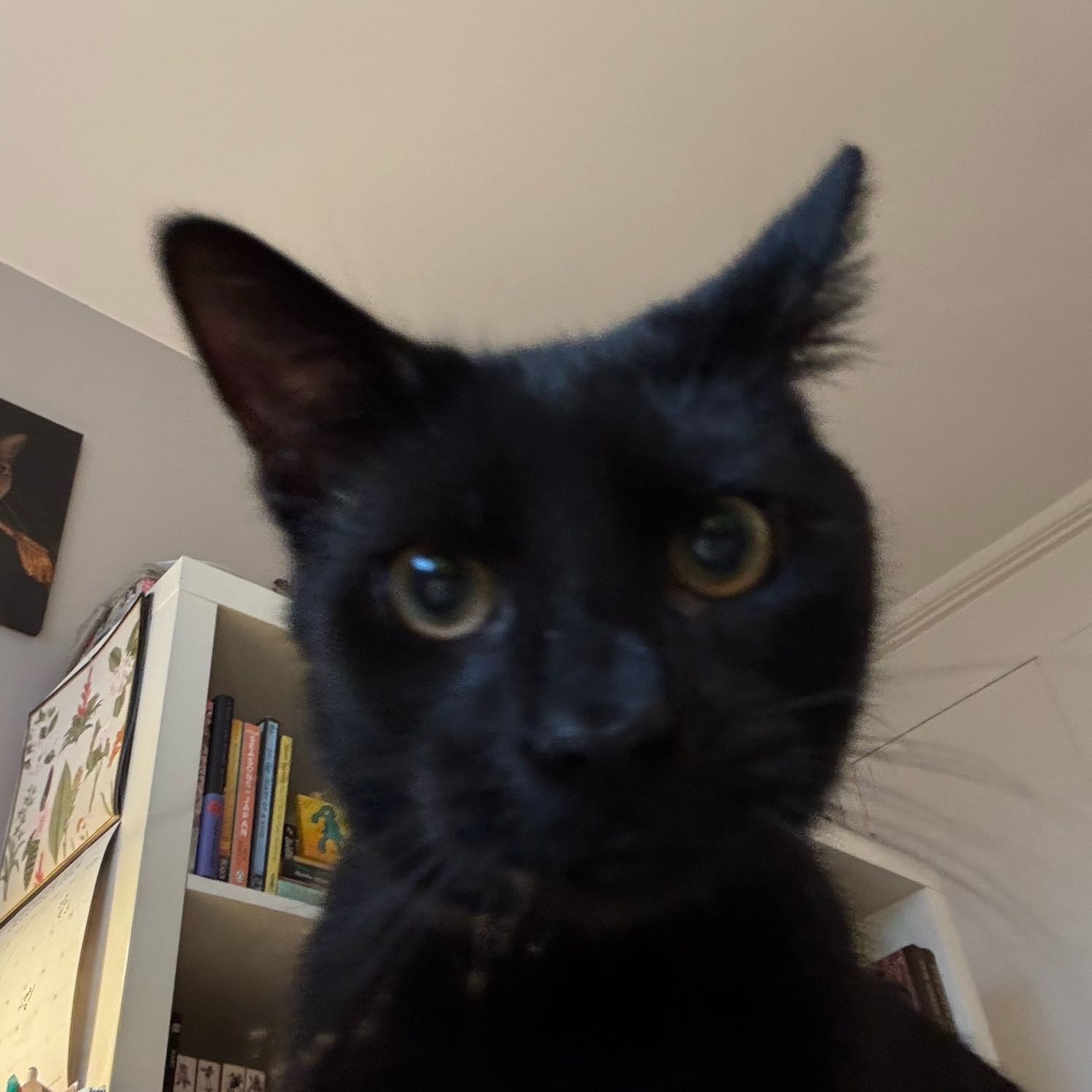 Benny