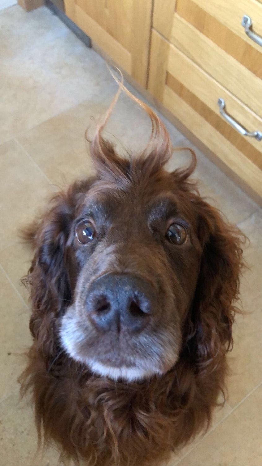 Milo