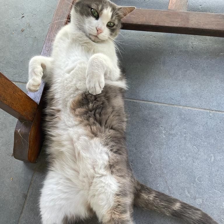 Elsa
