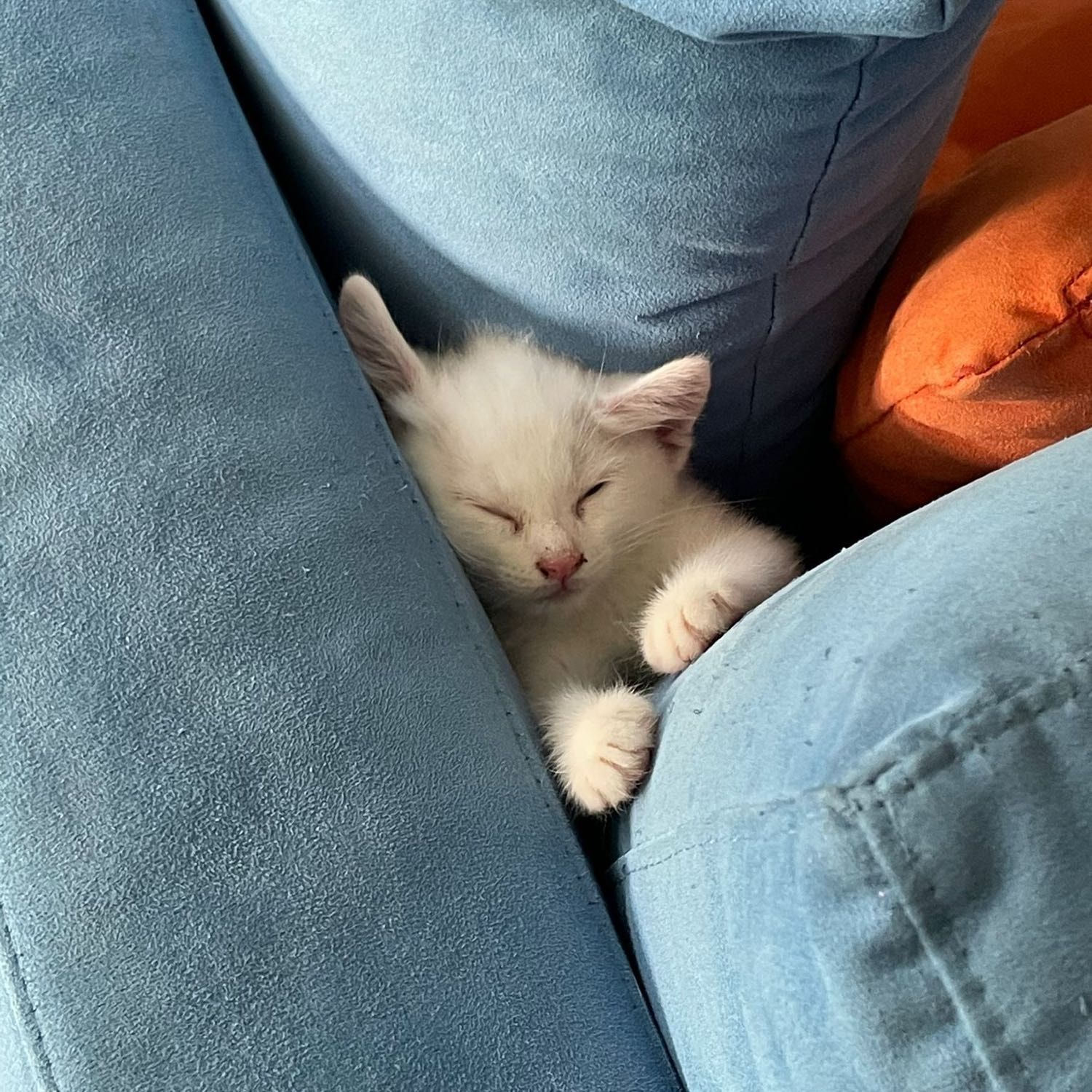 Minou
