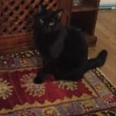 Jiji