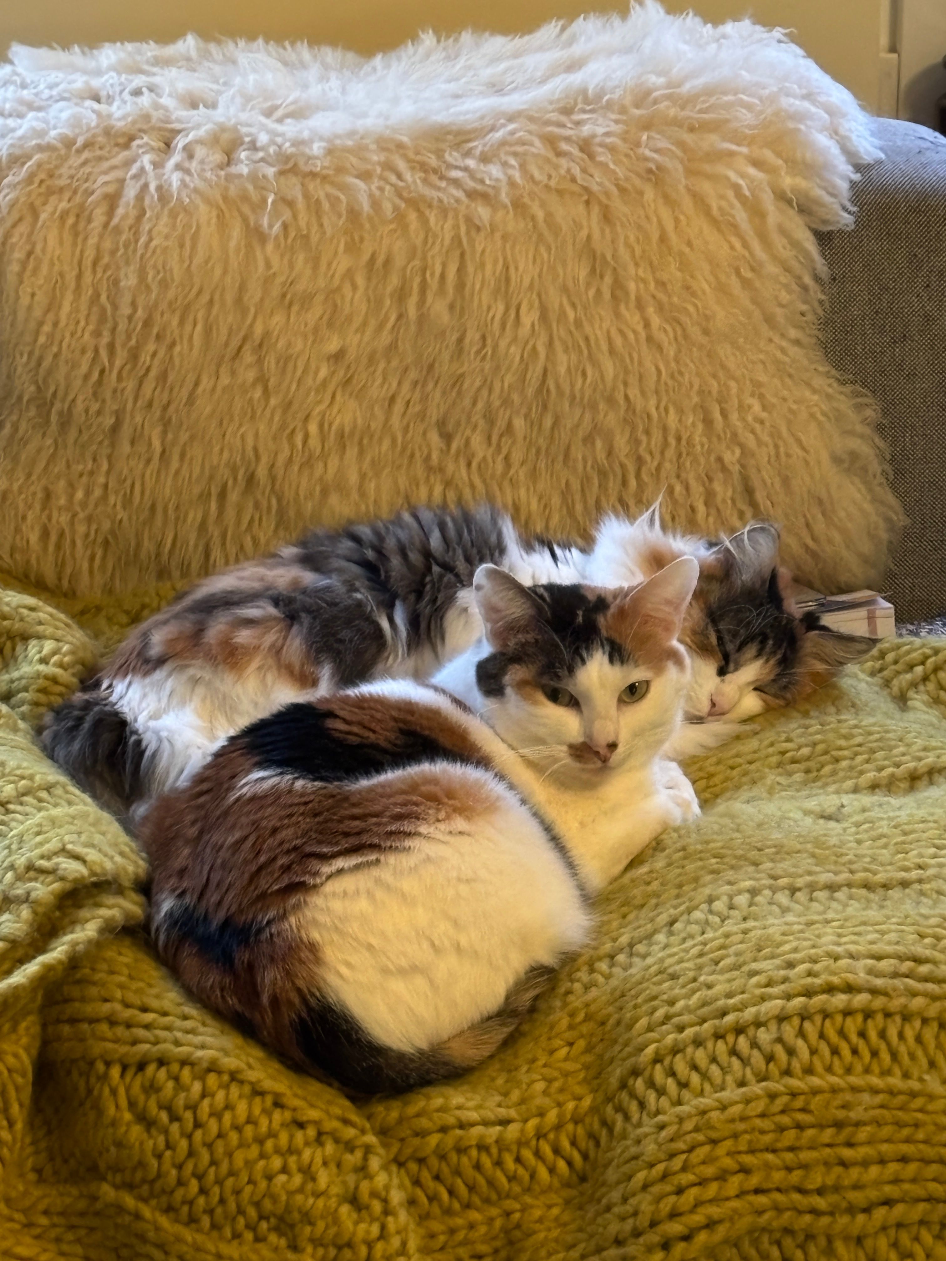 image-5
