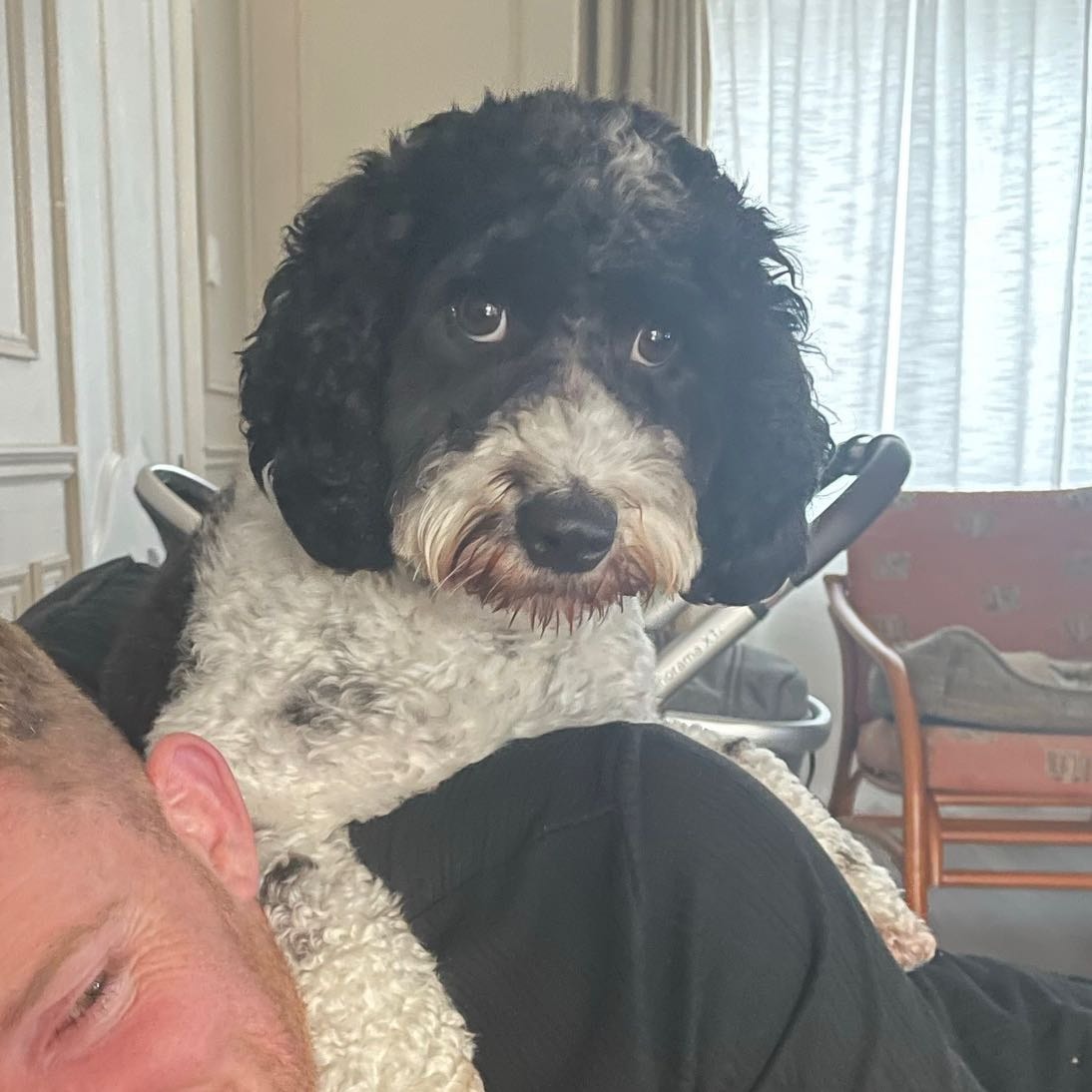 Gino
