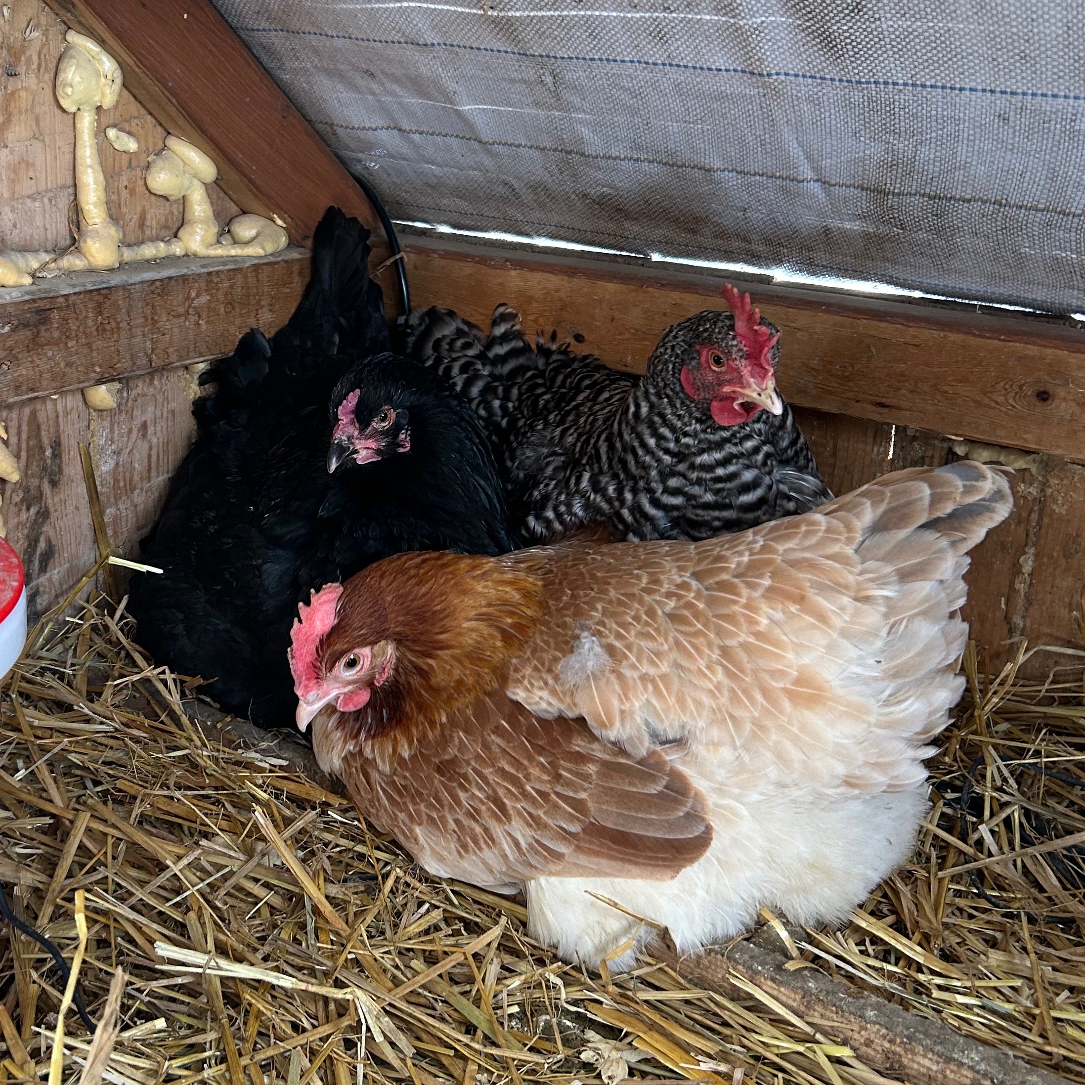 Les poulettes 