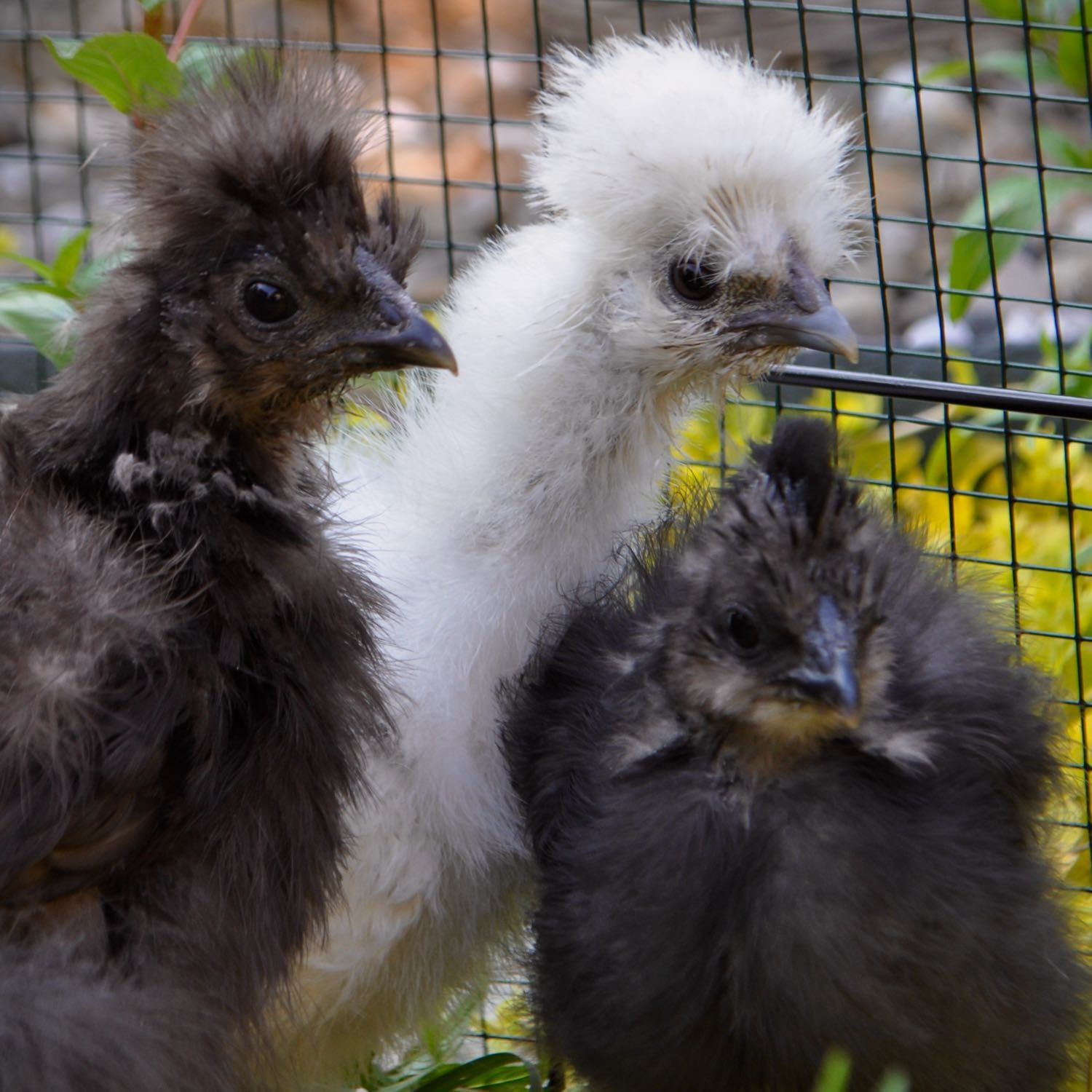 mathilda, germaine, francine 