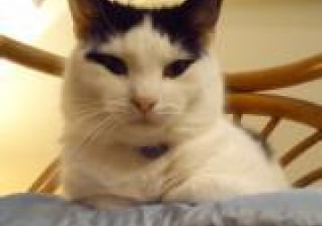 Song - Much Loved Hairy Flatmate - April 2008 To 3rd Aug 2019 Xxx