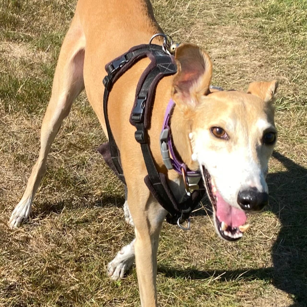 Luke RIP Beloved Friend April 2019 - Feb 2026