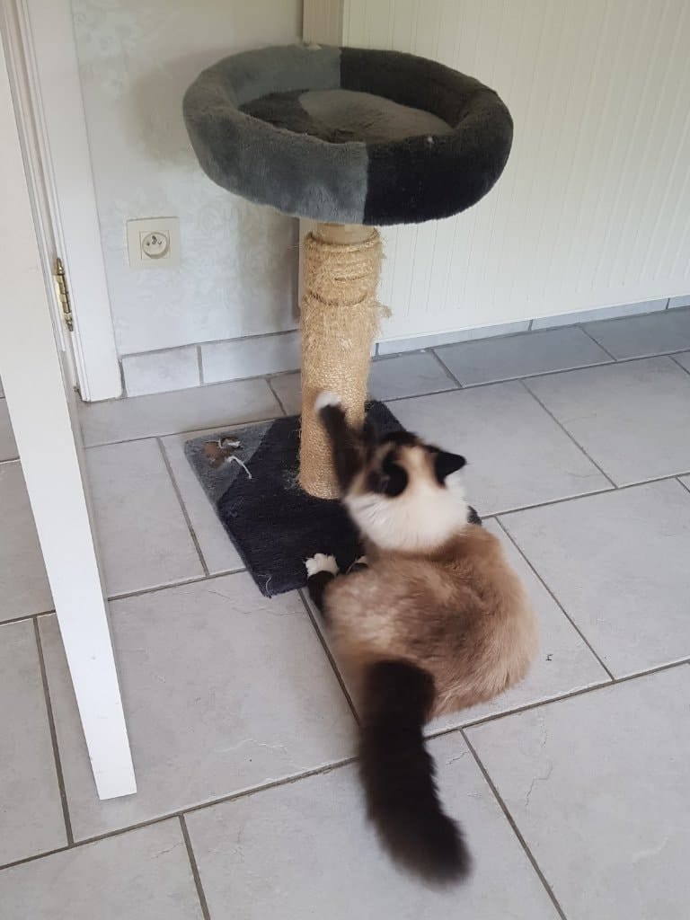 image-7
