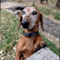 Cornelio