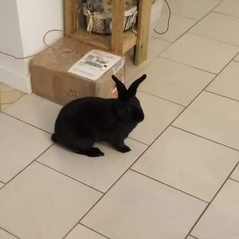 Pinpin