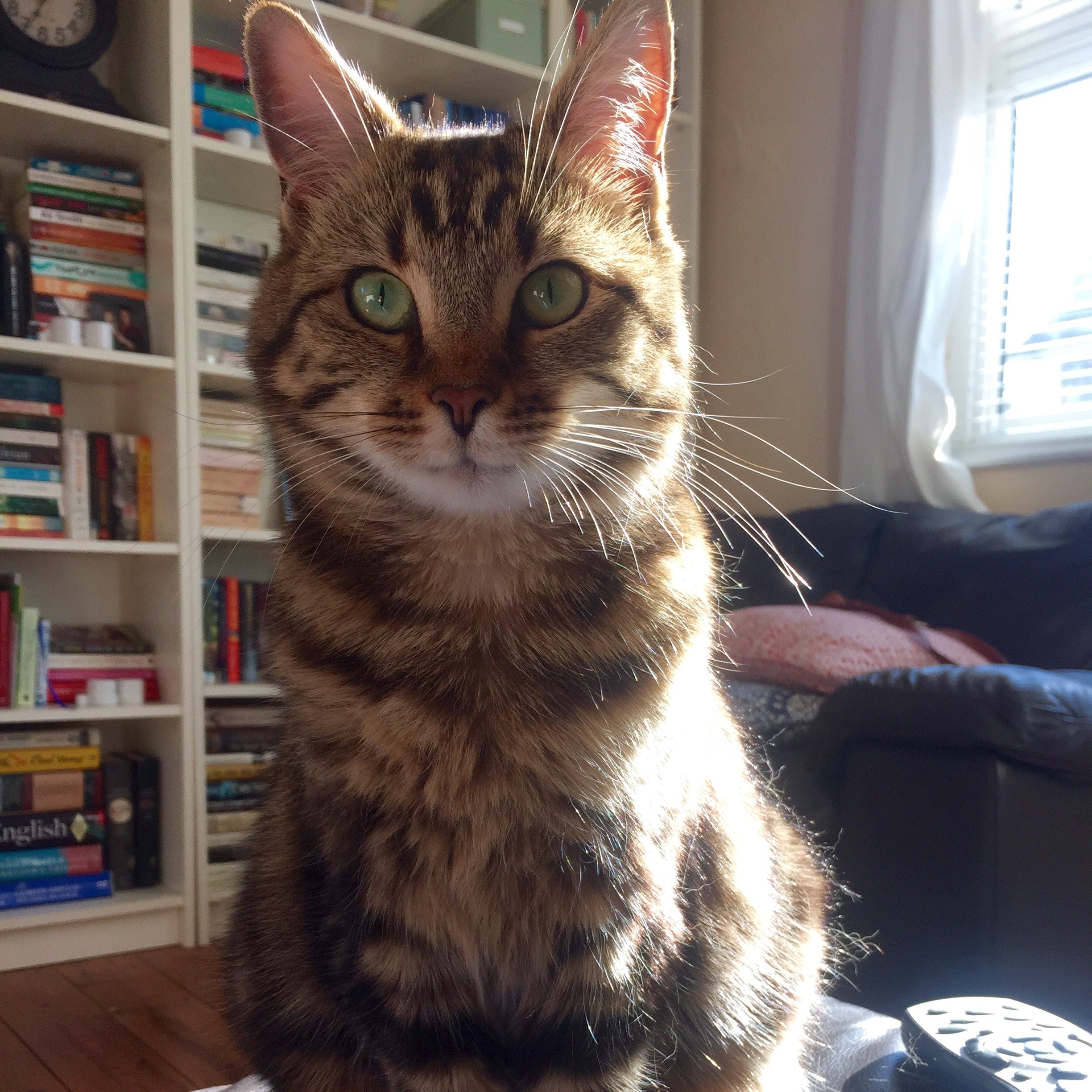 Hazel