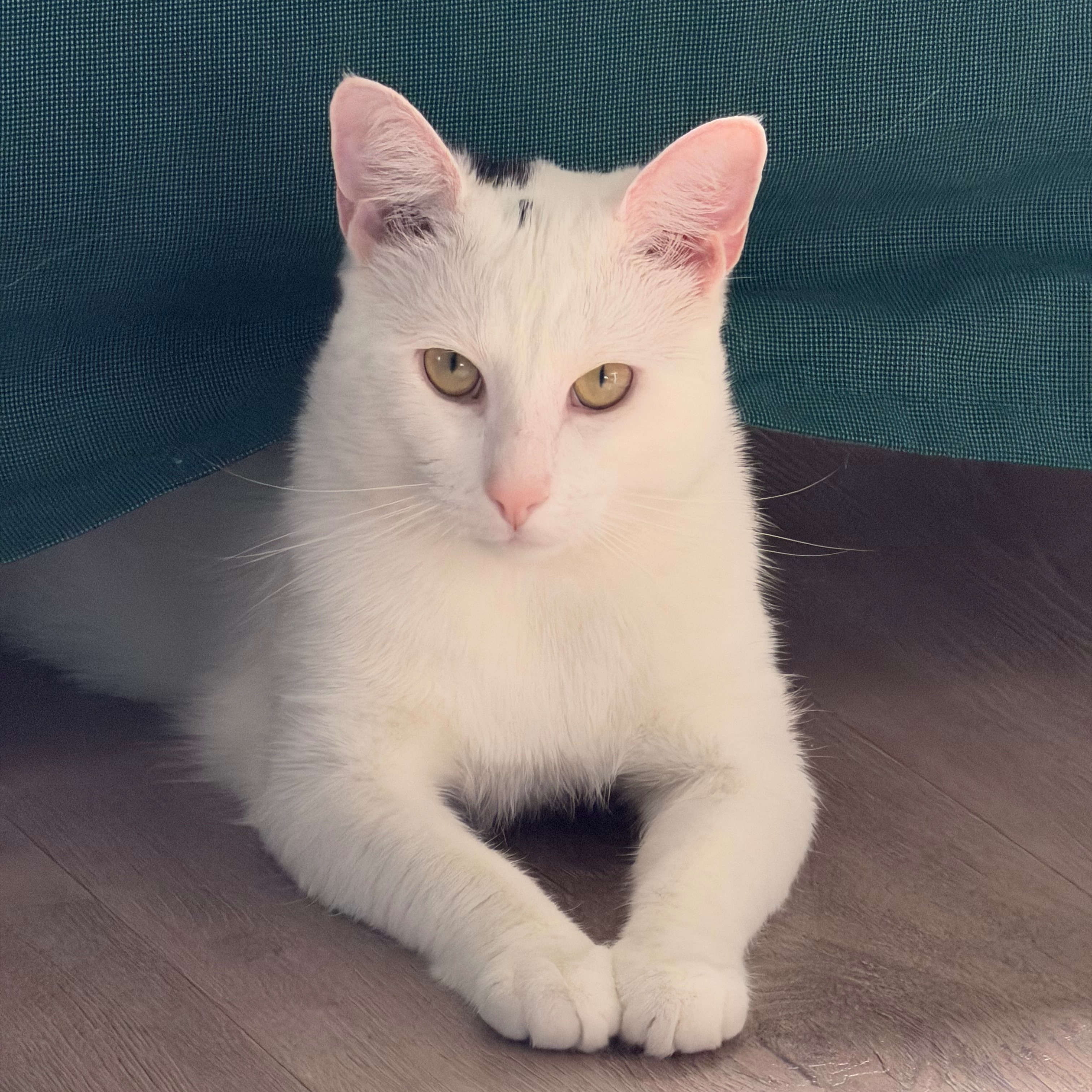 Oscar