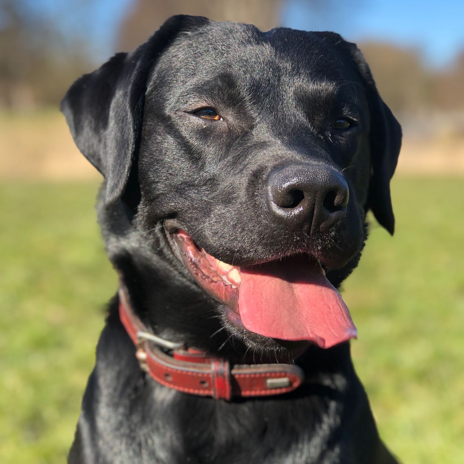 Chewy