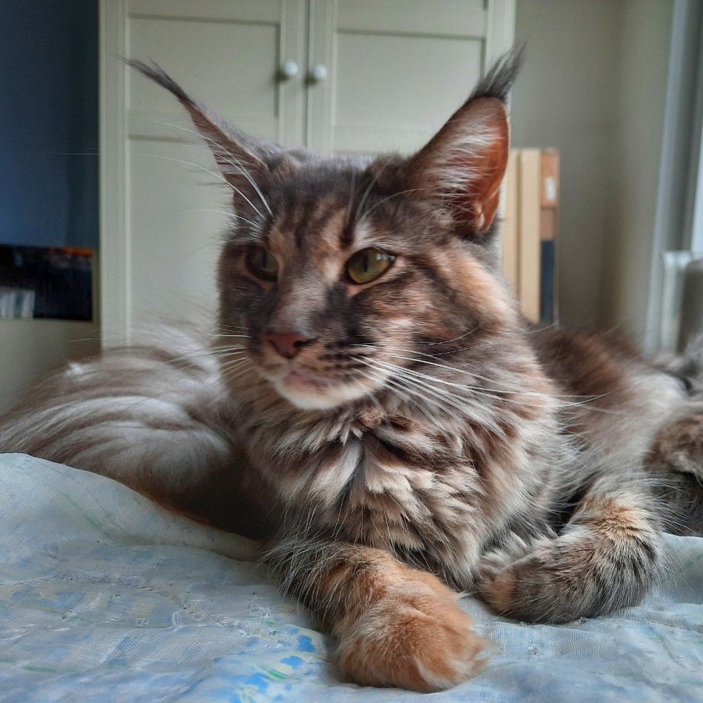 Maple