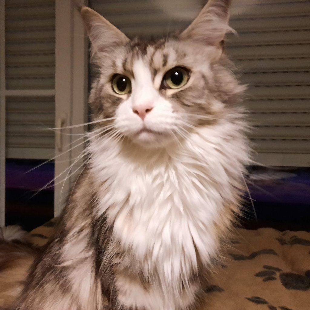 Willow
