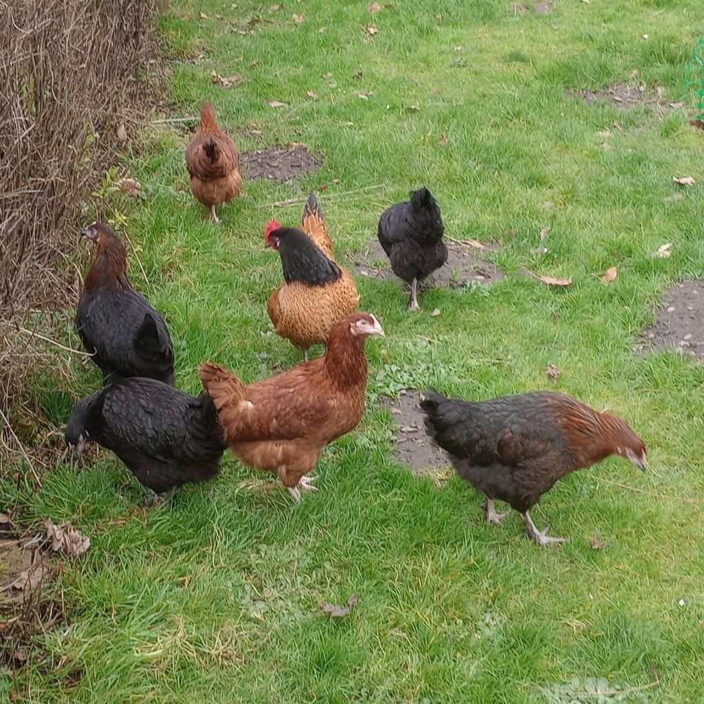 Chickens