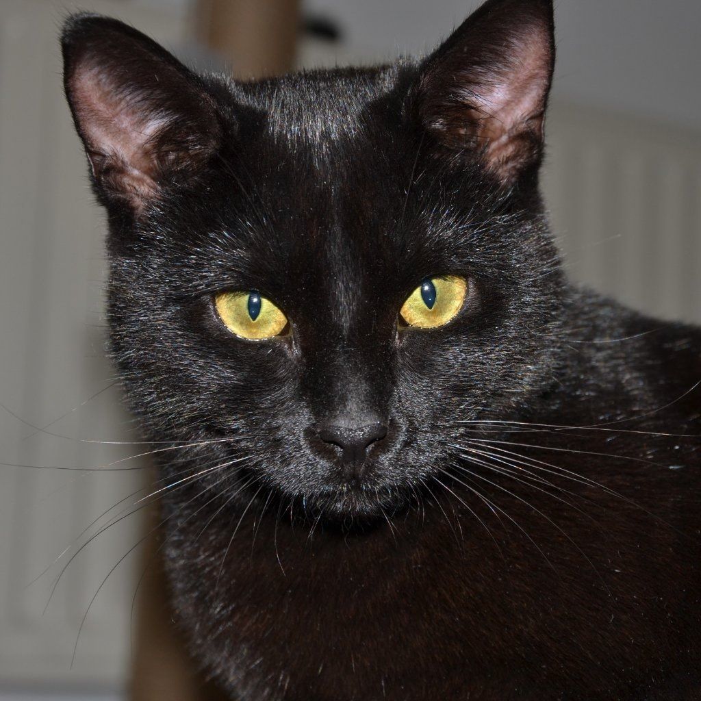 Nala